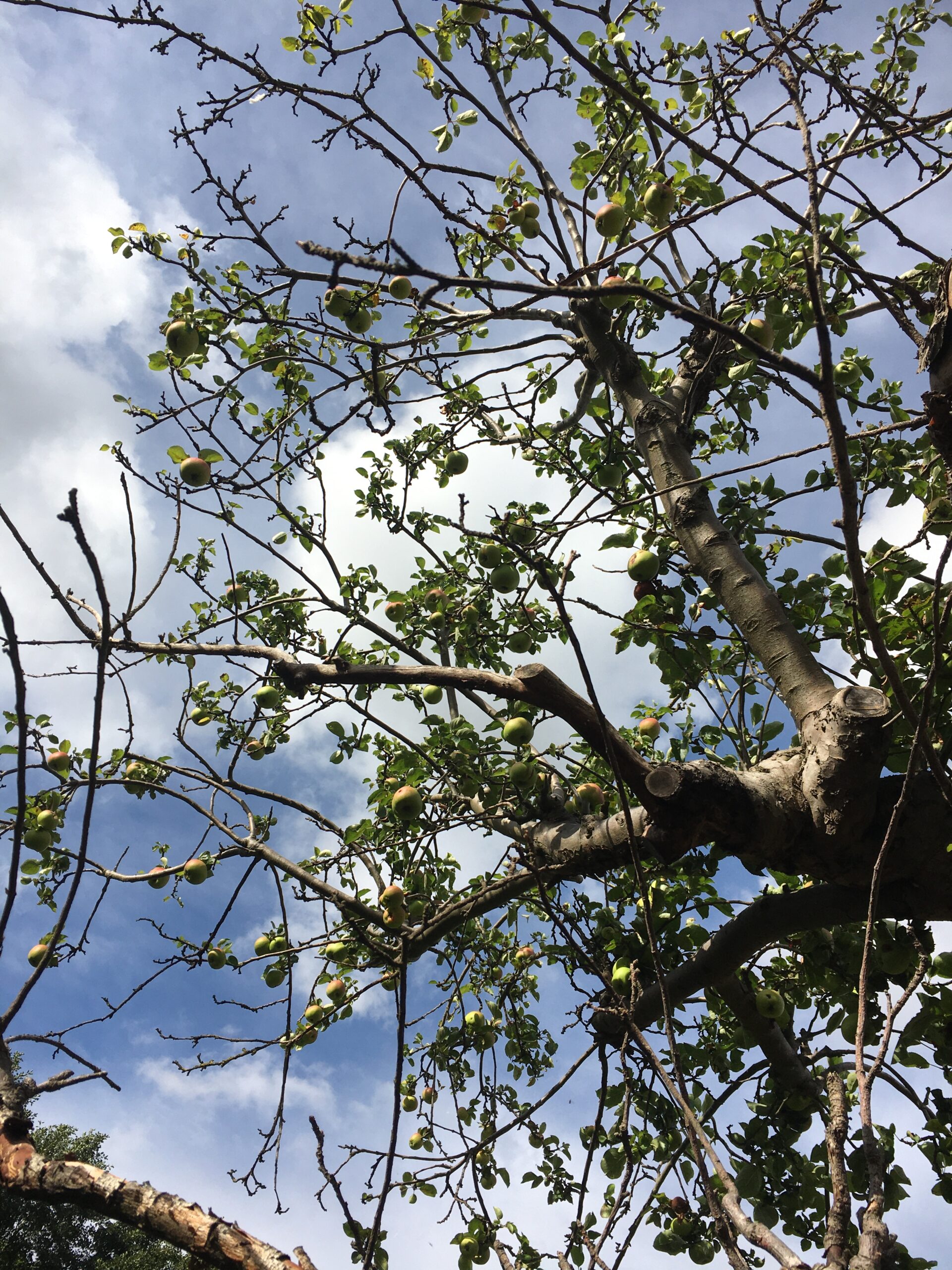 Bramley apple tree