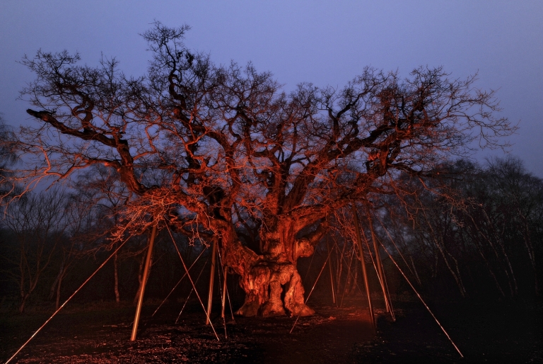 Major Oak