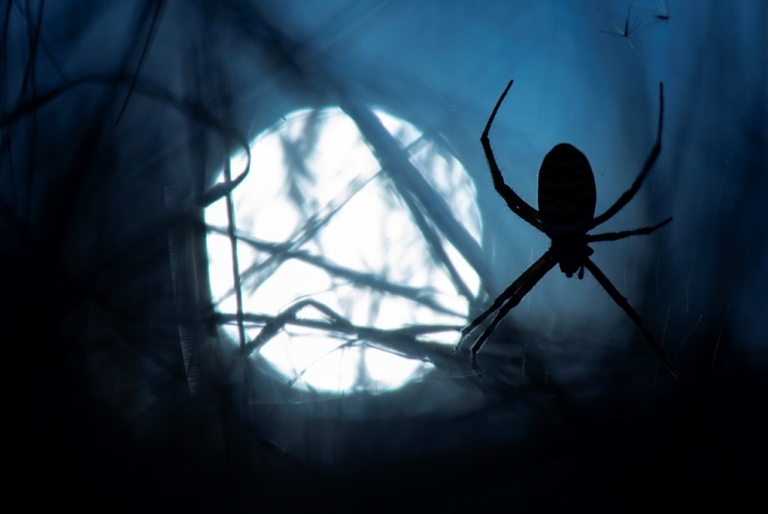 Halloween spider