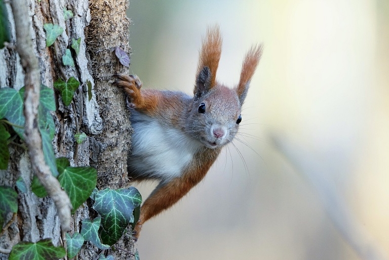 Squirrel climbing a tree